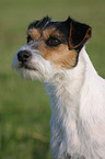 Parson Russell Terrier Portrait