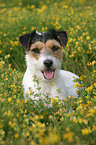 Parson Russell Terrier Portrait