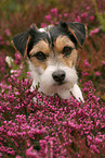 Parson Russell Terrier Portrait