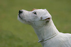 Parson Russell Terrier Portrait