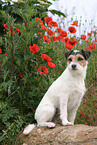 sitting Parson Russell Terrier