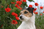 Parson Russell Terrier Portrait