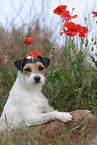 Parson Russell Terrier Portrait