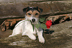 Parson Russell Terrier with rose