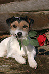 Parson Russell Terrier with rose