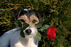 Parson Russell Terrier with rose