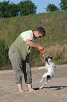 playing Parson Russell Terrier