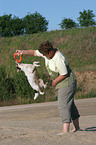 playing Parson Russell Terrier