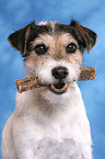 dog with food in mouth