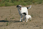 Parson Russell Terrier with puppy