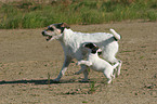 Parson Russell Terrier with puppy
