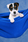 Parson Russell Terrier Puppy Portrait