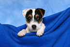 Parson Russell Terrier Puppy Portrait