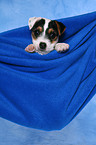 Parson Russell Terrier Puppy Portrait