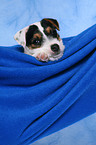 Parson Russell Terrier Puppy Portrait