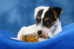 lying Parson Russell Terrier Puppy
