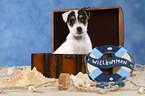 Parson Russell Terrier Puppy in chest