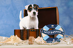 Parson Russell Terrier Puppy in chest