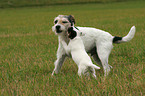 Parson Russell Terrier plays with puppy