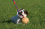 playing Parson Russell Terrier Puppy