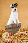 Parson Russell Terrier Puppy in straw