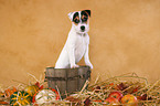 Parson Russell Terrier Puppy in straw