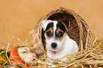 Parson Russell Terrier Puppy in straw