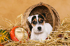 Parson Russell Terrier Puppy in straw