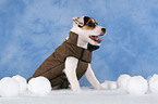 Parson Russell Terrier Puppy wearing coat