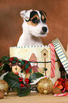 Parson Russell Terrier Puppy at christmas