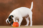 Parson Russell Terrier Puppy nibbles at apple