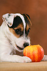 Parson Russell Terrier Puppy nibbles at apple