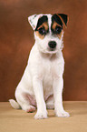 sitting Parson Russell Terrier Puppy