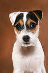 Parson Russell Terrier Puppy Portrait