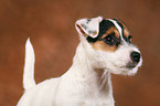 Parson Russell Terrier Puppy Portrait