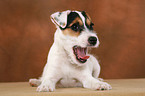 gaping Parson Russell Terrier Puppy