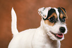 Parson Russell Terrier Puppy Portrait