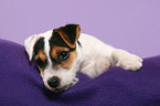 lying Parson Russell Terrier Puppy