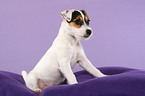 sitting Parson Russell Terrier Puppy