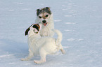 stressed Parson Russell Terrier