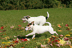playing Parson Russell Terrier