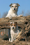 2 Parson Russell Terrier