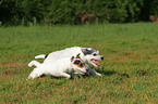 running Parson Russell Terrier