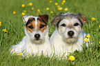 2 Parson Russell Terrier