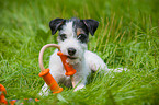 young Parson Russell Terrier