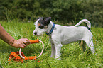 young Parson Russell Terrier