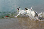 running Parson Russell Terrier