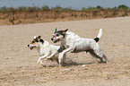 running Parson Russell Terrier