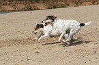 running Parson Russell Terrier