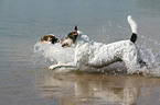 running Parson Russell Terrier